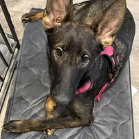 Sable female, a female German Shepherd Dog for sale in Taunton, MA – Photo 5 of 9