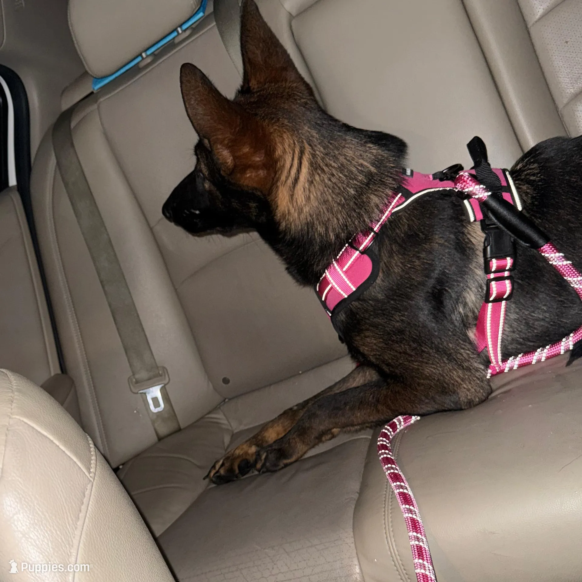 Sable female, a female German Shepherd Dog for sale in Taunton, MA – Photo 2 of 9
