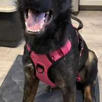 Sable female, a female German Shepherd Dog for sale in Taunton, MA – Photo 3 of 9