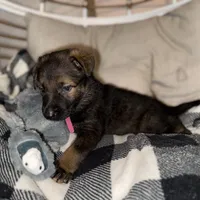 Sable female, a female German Shepherd Dog for sale in Taunton, MA – Photo 9 of 9