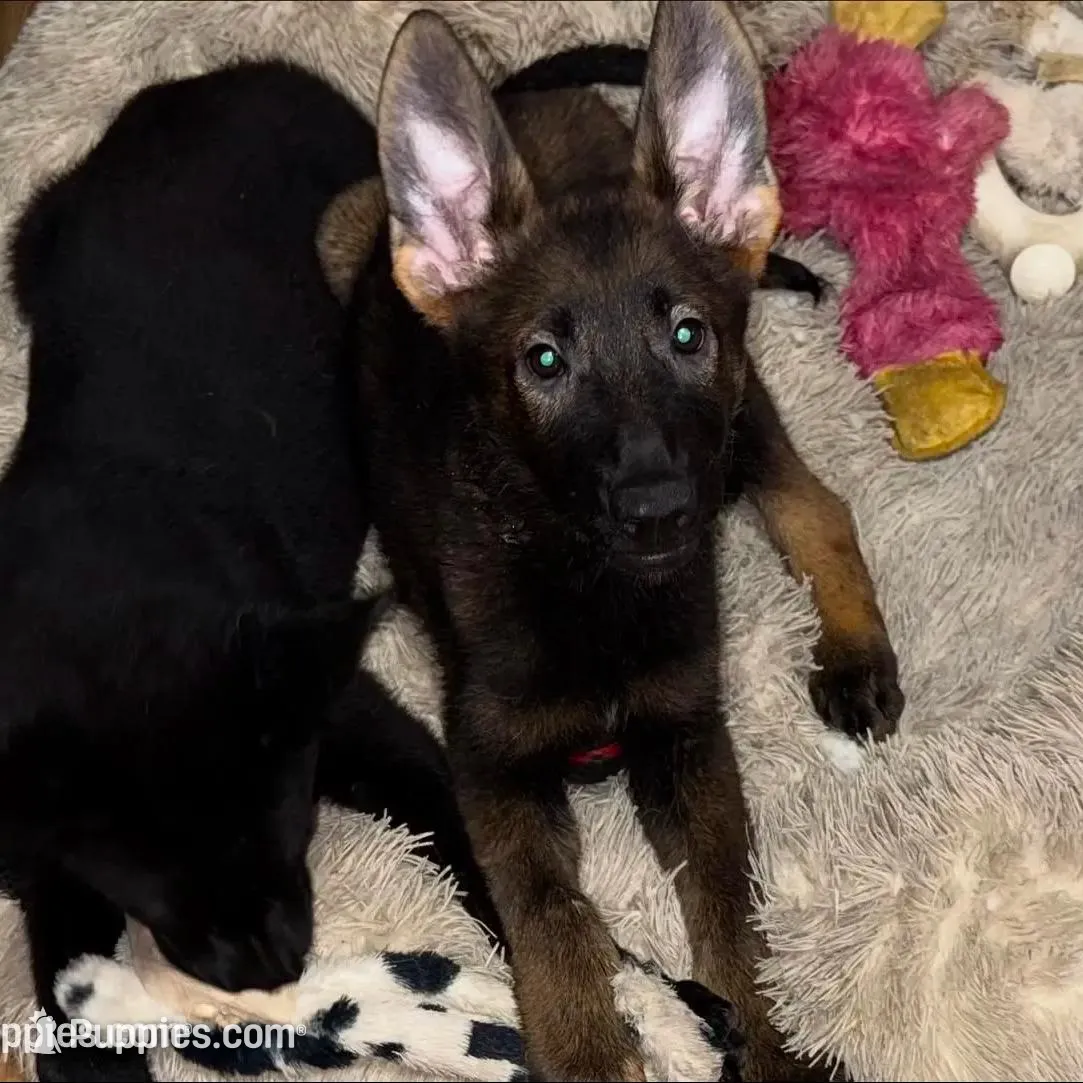Sable female, a female German Shepherd Dog for sale in Taunton, MA – Photo 6 of 9
