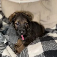 Sable female, a female German Shepherd Dog for sale in Taunton, MA – Photo 8 of 9