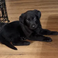 Black GS female, a female German Shepherd Dog for sale in Taunton, MA – Photo 1 of 6