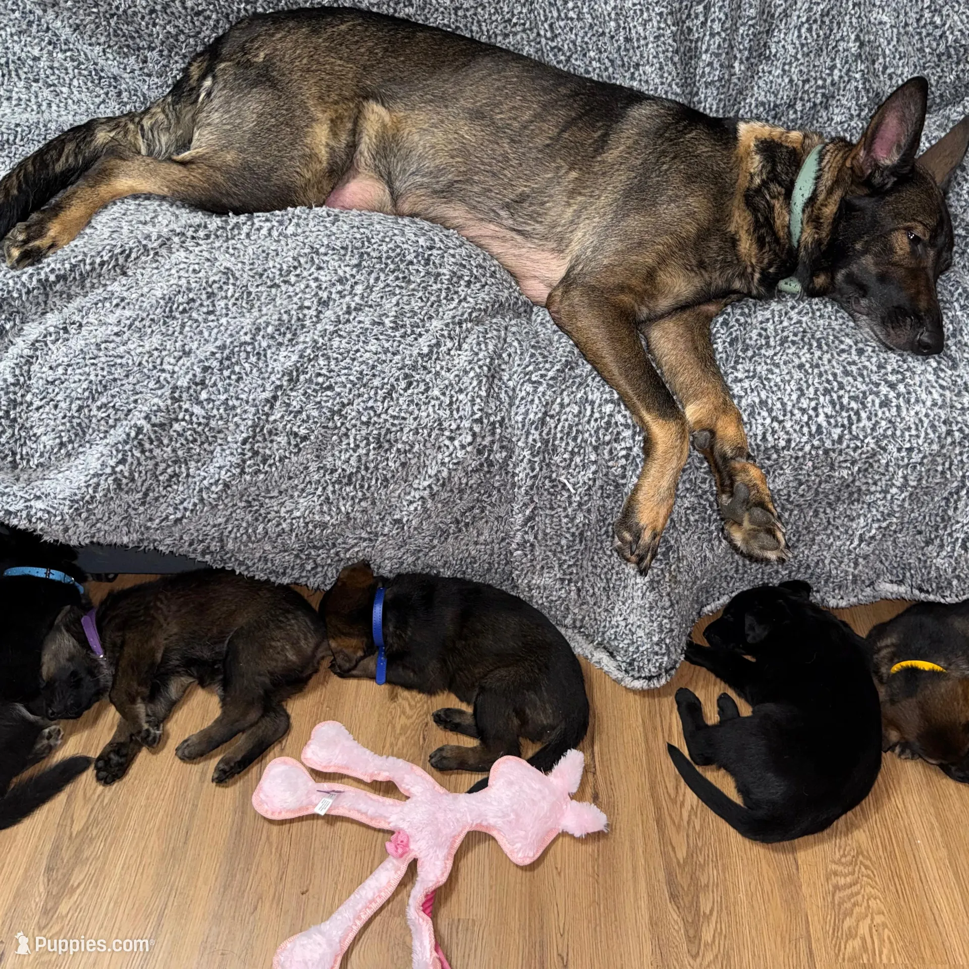 Black GS female, a female German Shepherd Dog for sale in Taunton, MA – Photo 6 of 6