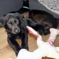 Black GS female, a female German Shepherd Dog for sale in Taunton, MA – Photo 2 of 6