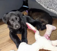 Black GS female, a female German Shepherd Dog for sale in Taunton, MA – Photo 2 of 6