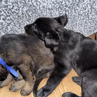 Black GS female, a female German Shepherd Dog for sale in Taunton, MA – Photo 5 of 6