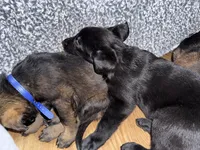 Black GS female, a female German Shepherd Dog for sale in Taunton, MA – Photo 5 of 6