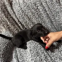 Black GS female, a female German Shepherd Dog for sale in Taunton, MA – Photo 3 of 6