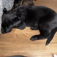 Black GS female, a female German Shepherd Dog for sale in Taunton, MA – Photo 4 of 6