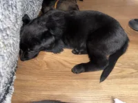 Black GS female, a female German Shepherd Dog for sale in Taunton, MA – Photo 4 of 6