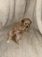 Blondie Girl, a female Yorkshire Terrier and Poodle - Toy  for sale in Taunton, MA – 2 of 4