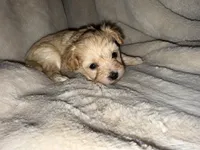 Tan girl , a female Yorkshire Terrier and Poodle - Toy  for sale in Taunton, MA – 3 of 3