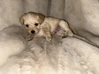 Tan boy, a male Yorkshire Terrier and Poodle - Toy  for sale in Taunton, MA – 2 of 4