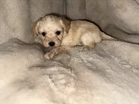 Tan boy, a male Yorkshire Terrier and Poodle - Toy  for sale in Taunton, MA – 4 of 4