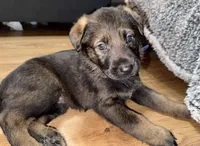 Dark blue GS female , a female German Shepherd Dog for sale in Taunton, MA – Photo 1 of 9