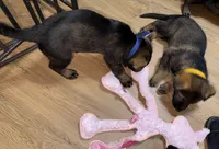 Dark blue GS female , a female German Shepherd Dog for sale in Taunton, MA – Photo 8 of 9