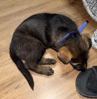 Dark blue GS female , a female German Shepherd Dog for sale in Taunton, MA – Photo 5 of 9