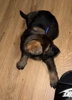 Dark blue GS female , a female German Shepherd Dog for sale in Taunton, MA – Photo 3 of 9