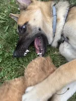 Bizkit, a male German Shepherd Dog for sale in Taunton, MA – 6 of 6