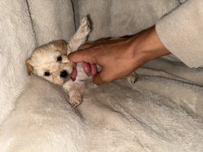 Tan boy, a male Yorkshire Terrier and Poodle - Toy  for sale in Taunton, MA – 1 of 4