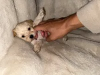 Tan boy, a male Yorkshire Terrier and Poodle - Toy  for sale in Taunton, MA – 1 of 4