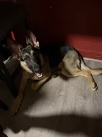 Chopper , a male German Shepherd Dog for sale in Taunton, MA – 2 of 8