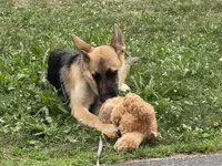 Bizkit, a male German Shepherd Dog for sale in Taunton, MA – 3 of 6