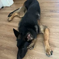 Polo, a male German Shepherd Dog for sale in Taunton, MA – Photo 7 of 9