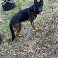 Polo, a male German Shepherd Dog for sale in Taunton, MA – Photo 9 of 9