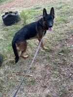 Polo, a male German Shepherd Dog for sale in Taunton, MA – Photo 9 of 9