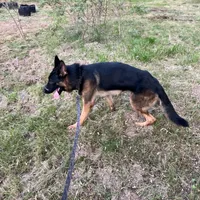 Polo, a male German Shepherd Dog for sale in Taunton, MA – Photo 8 of 9