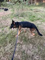 Polo, a male German Shepherd Dog for sale in Taunton, MA – Photo 8 of 9