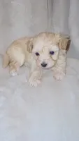 Tan girl , a female Yorkshire Terrier and Poodle - Toy  for sale in Taunton, MA – 2 of 3