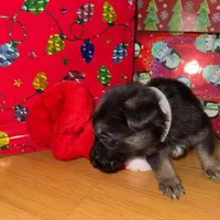 Blue GS male, a male German Shepherd Dog for sale in Taunton, MA – Photo 5 of 9