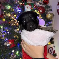 Blue GS male, a male German Shepherd Dog for sale in Taunton, MA – Photo 2 of 9