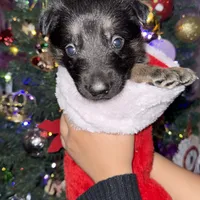 Blue GS male, a male German Shepherd Dog for sale in Taunton, MA – Photo 4 of 9