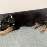 Blue GS male, a male German Shepherd Dog for sale in Taunton, MA – Photo 8 of 9