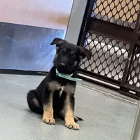 Blue GS male, a male German Shepherd Dog for sale in Taunton, MA – Photo 7 of 9