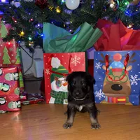 Blue GS male, a male German Shepherd Dog for sale in Taunton, MA – Photo 1 of 9