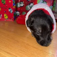 Blue GS male, a male German Shepherd Dog for sale in Taunton, MA – Photo 3 of 9