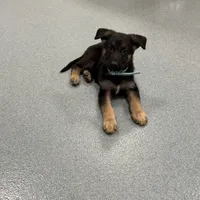 Blue GS male, a male German Shepherd Dog for sale in Taunton, MA – Photo 9 of 9