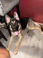 Chopper , a male German Shepherd Dog for sale in Taunton, MA – 7 of 8