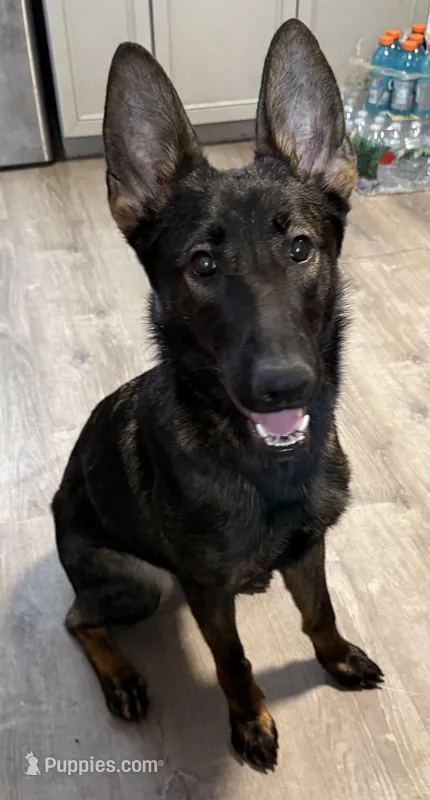 Female German Shepherd , a female German Shepherd Dog for sale in Taunton, MA – Photo 1 of 2