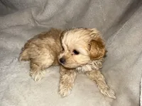 Blondie Girl, a female Yorkshire Terrier and Poodle - Toy  for sale in Taunton, MA – 4 of 4