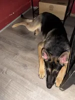Chopper , a male German Shepherd Dog for sale in Taunton, MA – 4 of 8