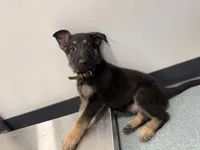 Brown - male GS, a male German Shepherd Dog for sale in Taunton, MA – Photo 5 of 9