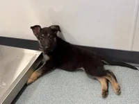 Brown - male GS, a male German Shepherd Dog for sale in Taunton, MA – Photo 4 of 9