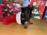 Brown - male GS, a male German Shepherd Dog for sale in Taunton, MA – Photo 3 of 9