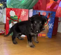 Brown - male GS, a male German Shepherd Dog for sale in Taunton, MA – Photo 1 of 9